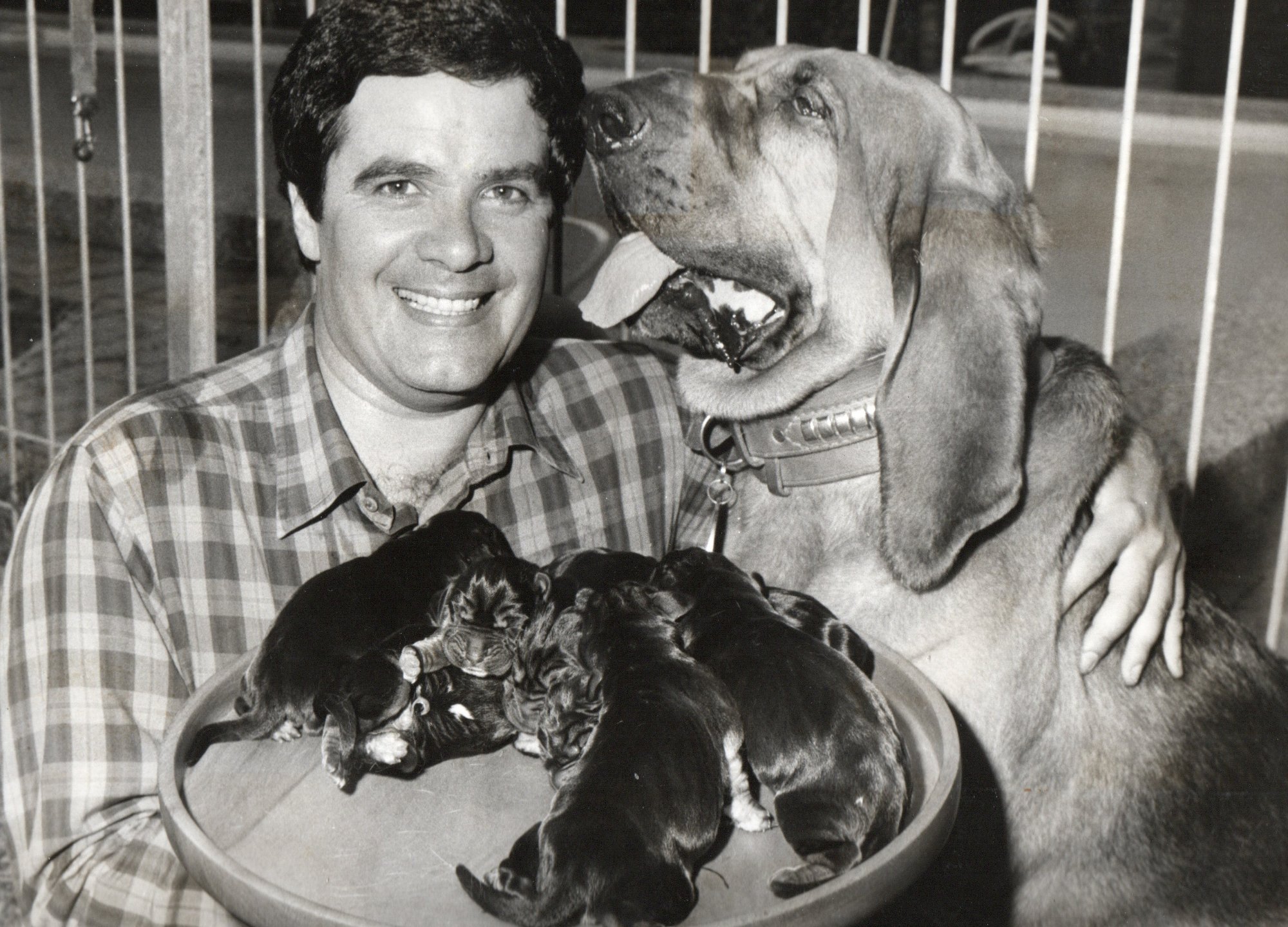 Simon Townsend with Woodrow and a bowl of bloodhound puppies